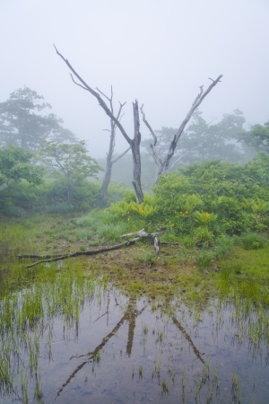 misty hemerocallisの写真素材