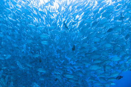 flock of jack fish