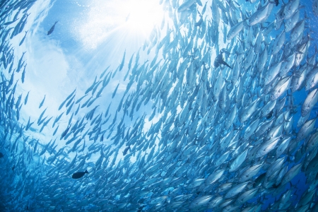 flock of jack fishの写真素材