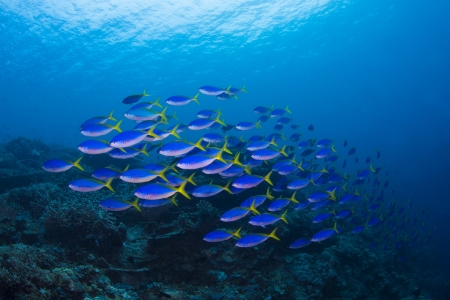 Redfin fusilierの写真素材