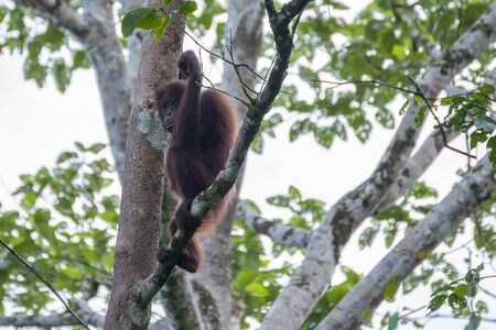 Orangutanの写真素材