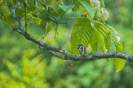 wild birdの写真素材