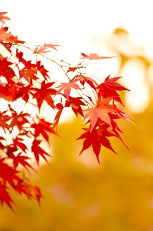 autumn leavesの写真素材
