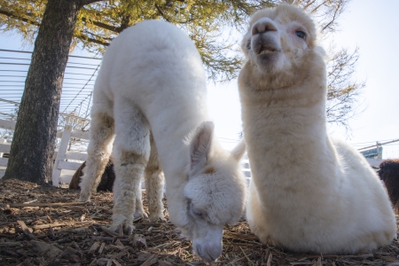 alpacaの写真素材