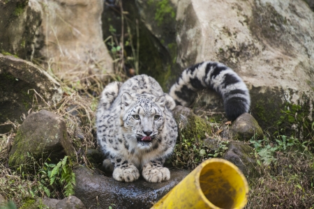 Snow leopardの写真素材