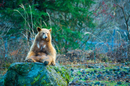 bear