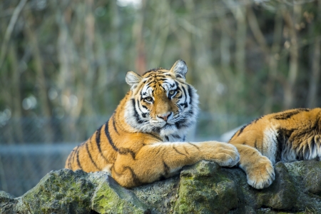 Tigerの写真素材