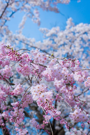 Cherry Blossom