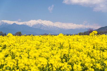 Rapeseed fields along the Garden Routeの写真素材