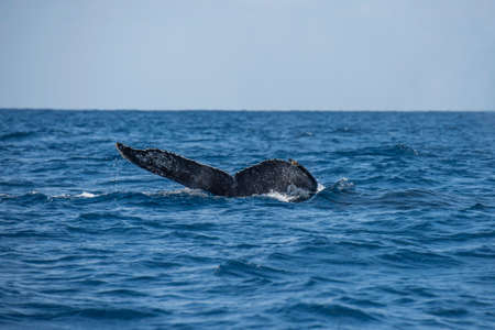 Whale tailの写真素材