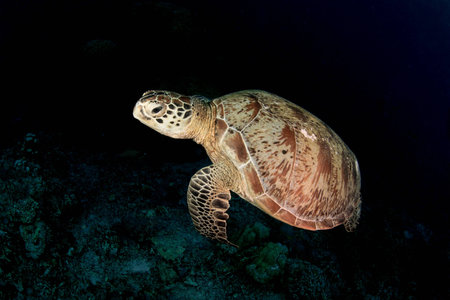 Turtle