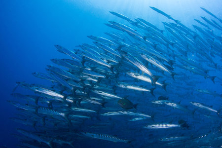 barracudaの写真素材