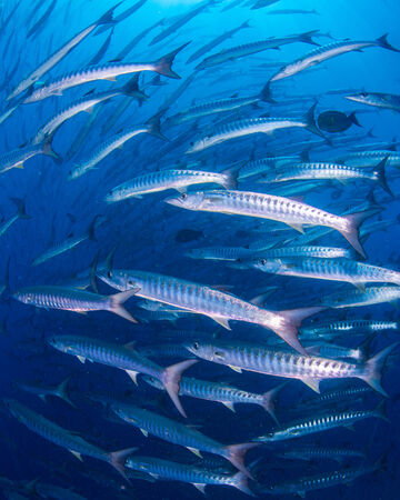 barracudaの写真素材