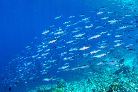 underwaterscapeの写真素材