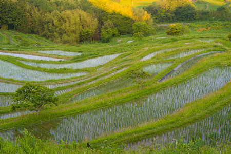 Rice paddy