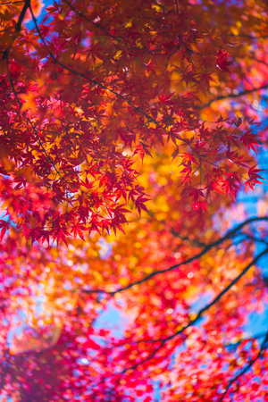 Autumn scenery of Japan