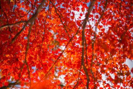 Foliage of the valleyの写真素材