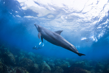 Dolphinsの写真素材