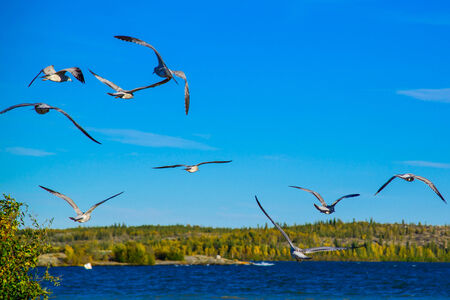 Graceful white seagullsの写真素材