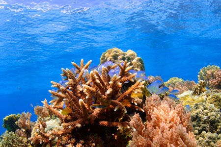 Corals Reef