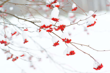 snow on rowanの写真素材