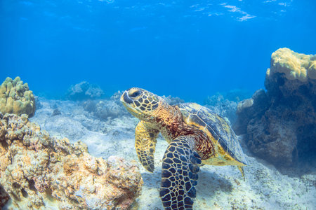 a hawaiian sea turtle