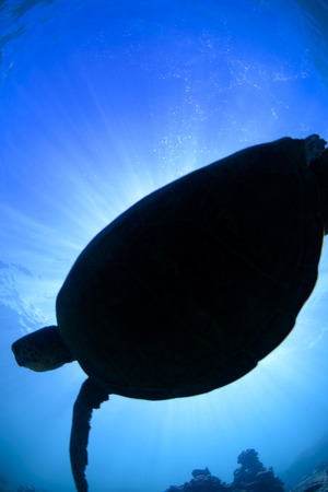 a hawaiian sea turtleの写真素材