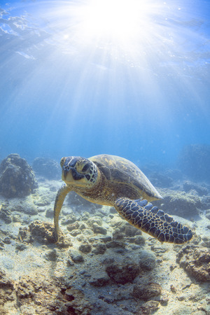 a hawaiian sea turtleの写真素材