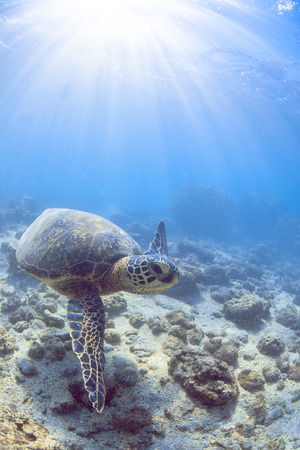a hawaiian sea turtleの写真素材