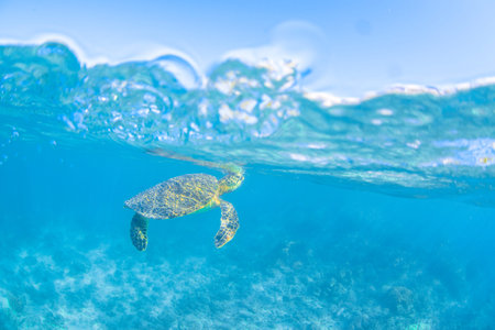 a hawaiian sea turtle