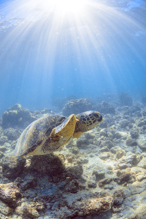 a hawaiian sea turtleの写真素材