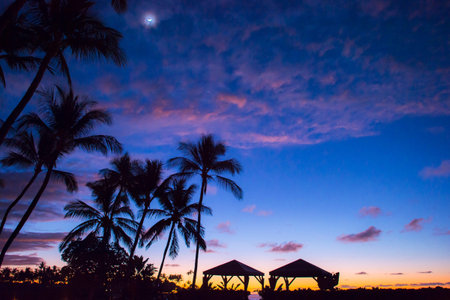 Palm trees silhouette and twilight