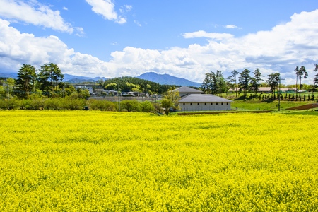 The background color of mustard.の写真素材