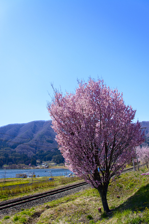 Japanese Spring Sceneryの写真素材