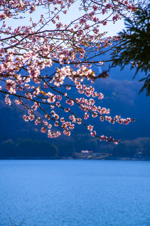 Japanese Spring Sceneryの写真素材