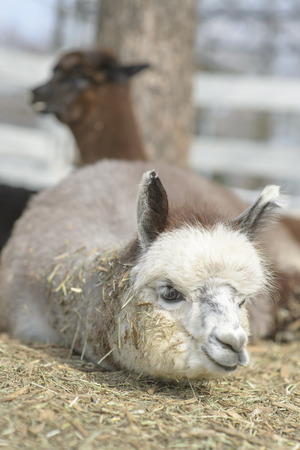Very cute alpacaの写真素材