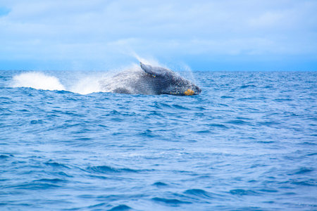Humpback Whale (Megaptera novaeangliae) breaching at Okinawa, Japan.の写真素材