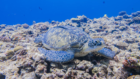 seaturtleの写真素材