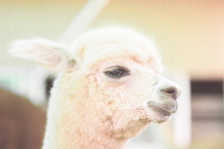 Closeup of a baby Alpacaの写真素材