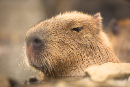 Capybara Hydrochoerus hydrochaeris