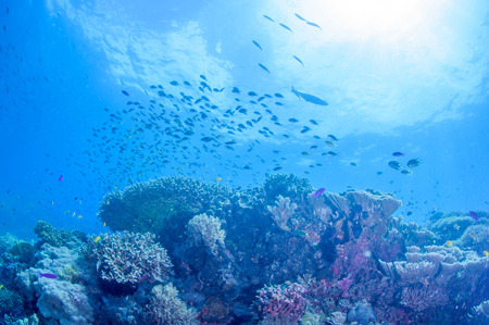 School of colorful fish on coral reef in oceanの写真素材