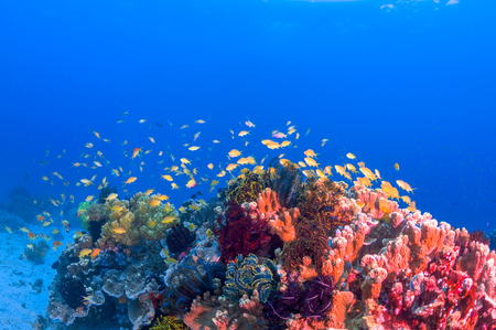 School of colorful fish on coral reef in oceanの写真素材
