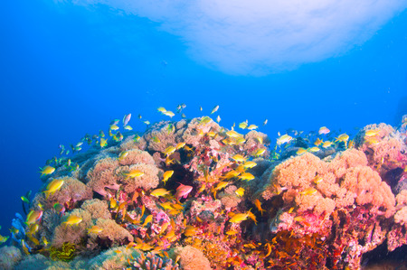 School of colorful fish on coral reef in oceanの写真素材