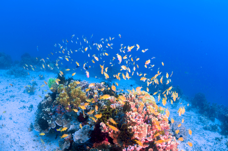 School of colorful fish on coral reef in oceanの写真素材