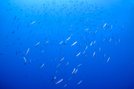 School of colorful fish on coral reef in oceanの写真素材