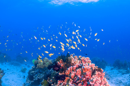 School of colorful fish on coral reef in oceanの写真素材