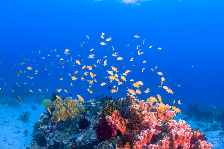 School of colorful fish on coral reef in oceanの写真素材
