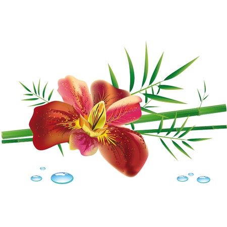 iris flower and bambooのイラスト素材