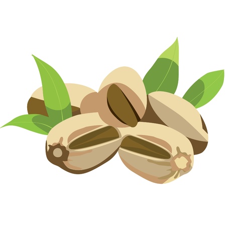 pistachio nuts with leaves のイラスト素材