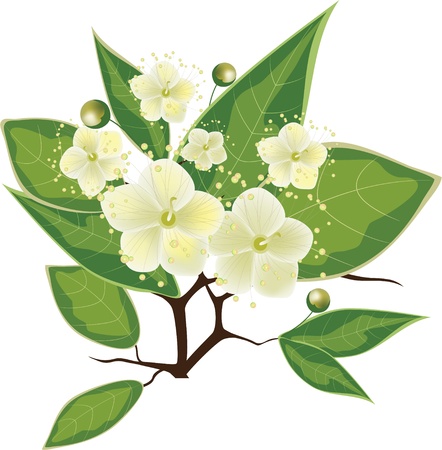 blooming myrtle branch, illustrationのイラスト素材